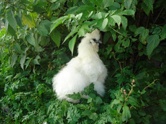 matase japoneza alba - brahma si altele