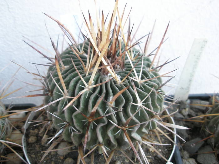 Echinofossulo nr. 2 - Echinofossulocactus