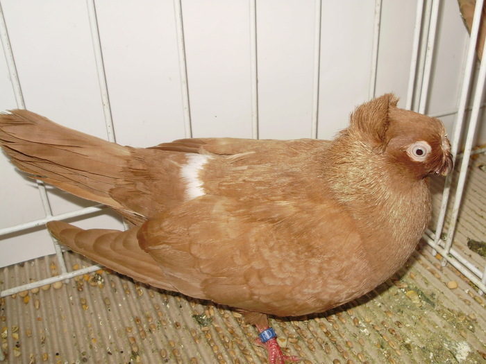 calarasi 1 - 1509 rom juc 1