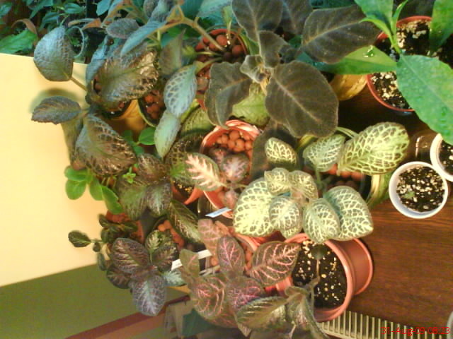 Episcia - poza grup; Episcia - poza grup
