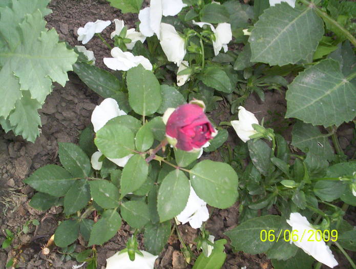 primul trandafir - casa de la tara