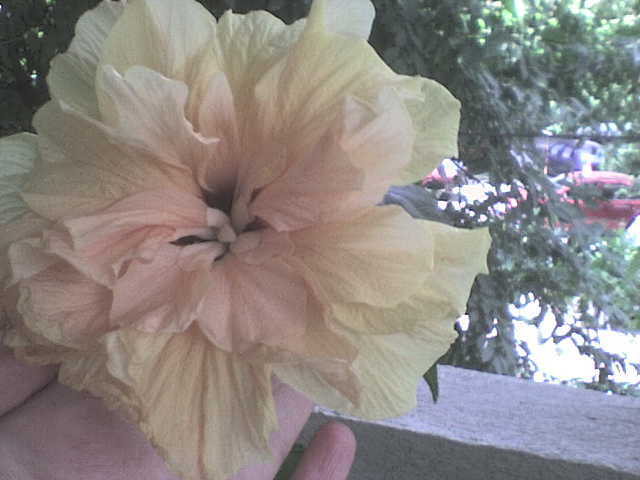 DSC00028 - hibiscus