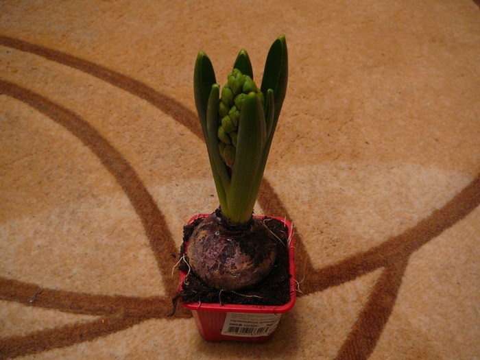 Picture 457; Noua  zambila
