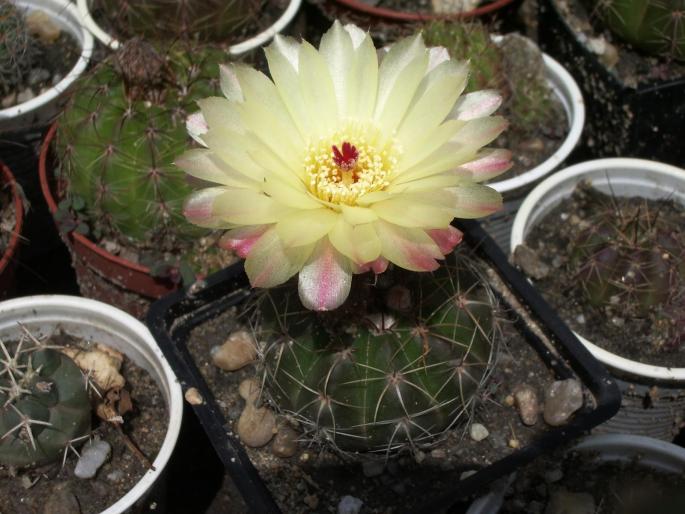 Notocactus ottonis - cactusi