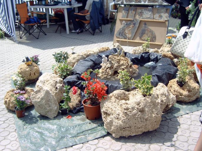 DSC00027 - Expozitie flori Timisoara  luna Mai 2008