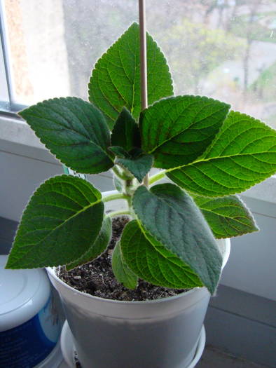 Kohleria Manchu 1