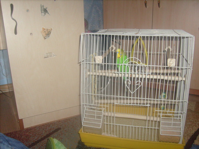 S7308961 - papagalul meu paco