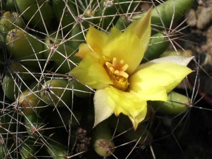 Dolichothele longimama - cactusi