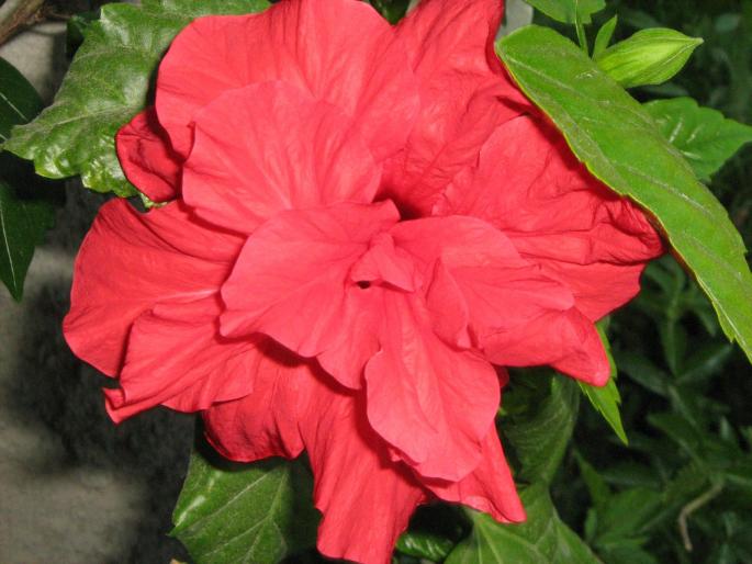hibiscus