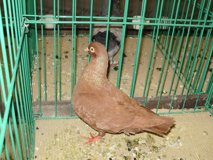 7541 triganino 0 - 1507 partea 2