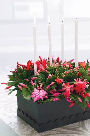 schlumbergera CANDLES - Schlumbergera PINKK