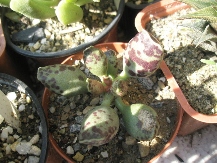 Adromischus neidentificat inca - Adromischus 2009