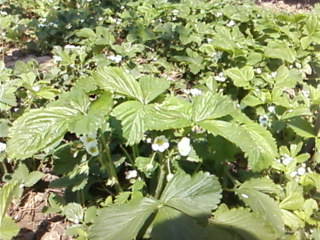 Fotografii-0045