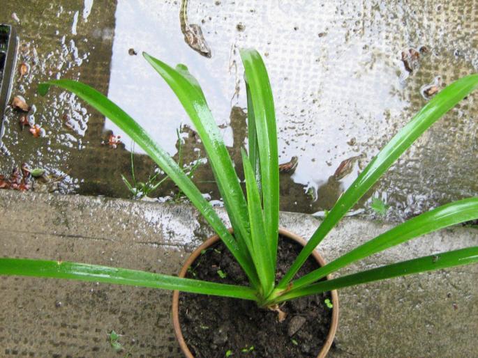 IMG_1193 - floricele