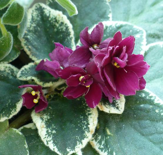 Pow Wow - Saintpaulia - violete de camera