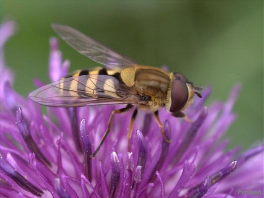 HOVERFLY
