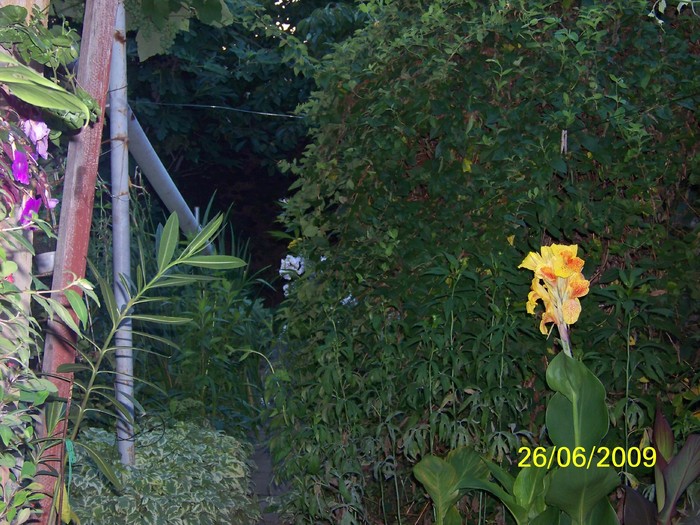 100_6092 - Iunie 2
