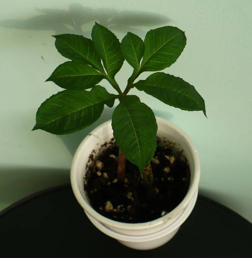 Amorphophallus konjac - Plante verzi - decorative prin frunzis 2009 - 2010