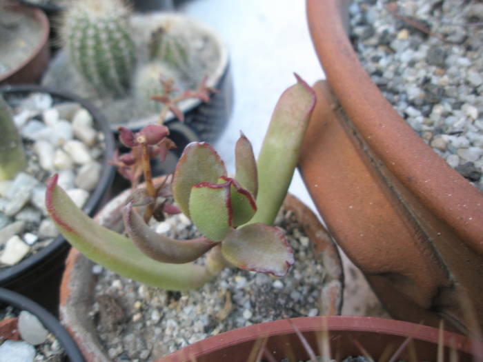 Kalanchoe - SUCULENTE 2009