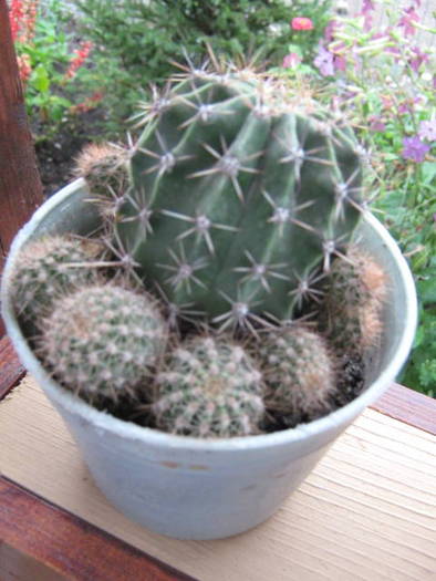 IMG_0166 - cactusi