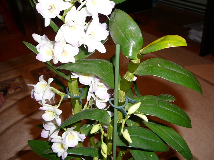 Dendrobium nobile; dendro. inflorit
