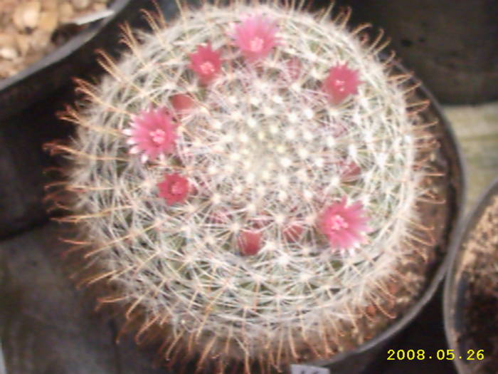 7-Mammillaria aurihamata ? - cactusi