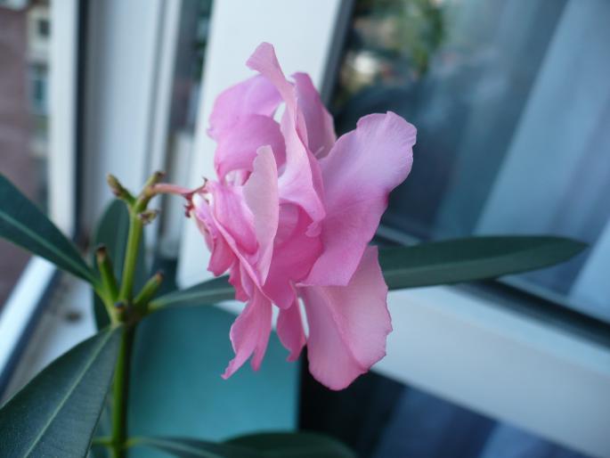 Splendissimum Pink - Alte plante