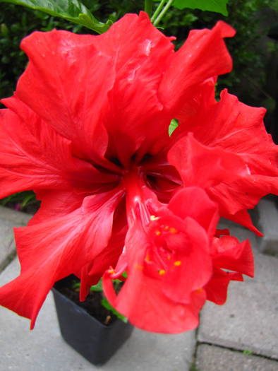 Hibiscus (Myrela 2008) 25 iul 2009 (3) - hibiscus