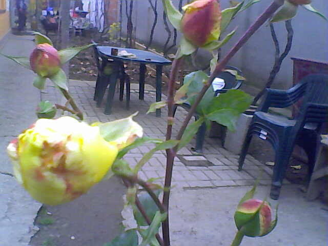 Picture 032 - crizanteme tufanele