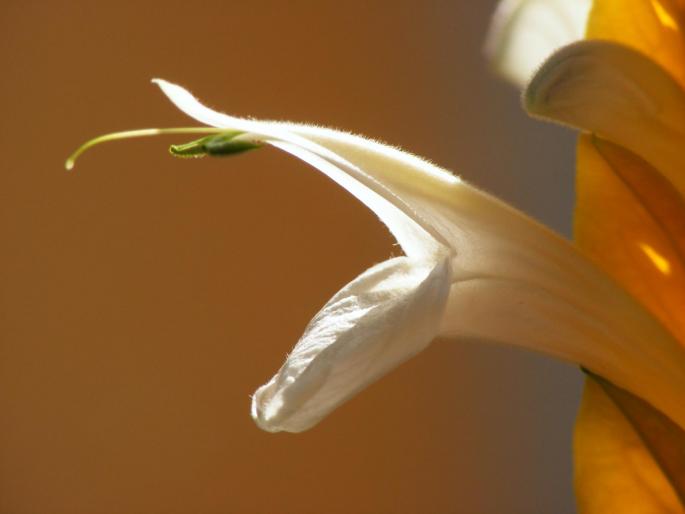 DSCF1740 - Pachistachis Lutea - The flower - EVOLUTION