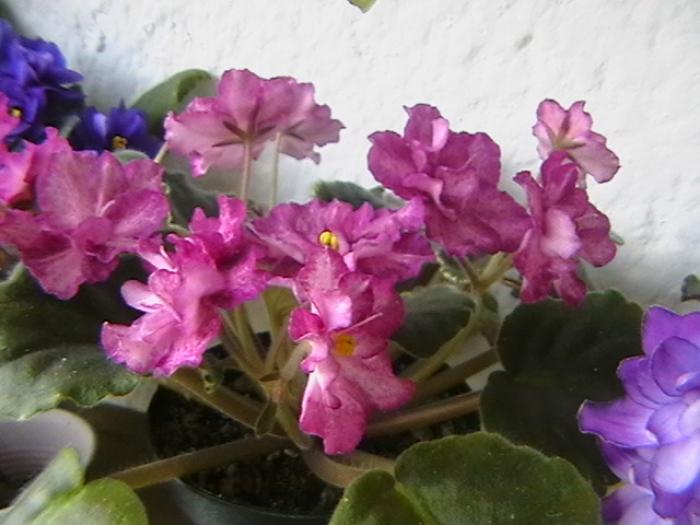 6.12 - violete 2009