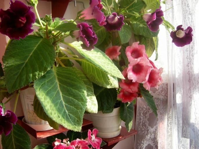 Gloxinia-4 005 - Gloxinii