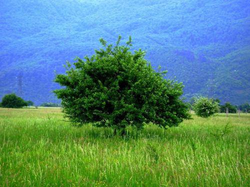 Green Natura Wallpaper Nature Wallpapers