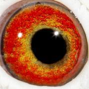 OCDBGFPOQTDAGKQCBUC - OCHII PORUMBEILOR