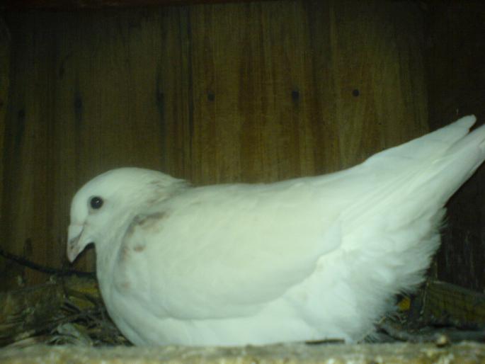 chilian marius; femela 2008 prima pereche de oua
