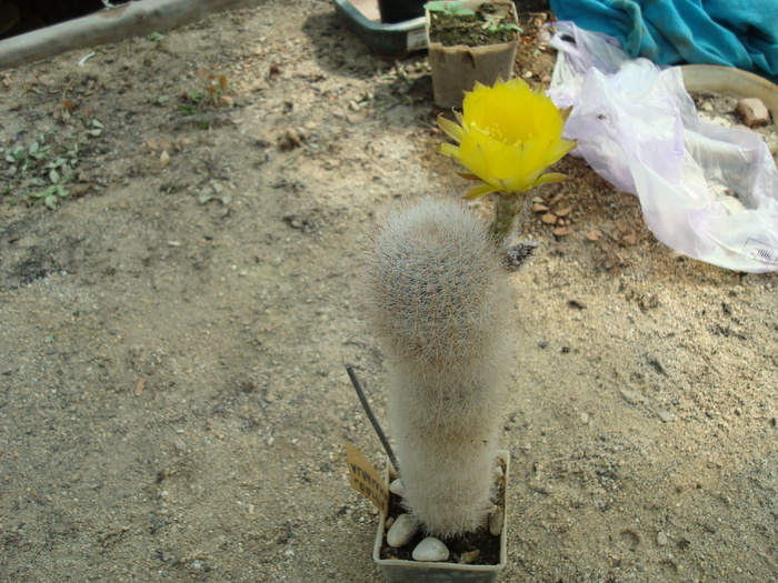 Lobivia albolanata - Cactusi