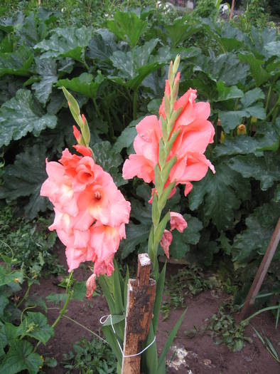 Gladiole - Flori de gradina