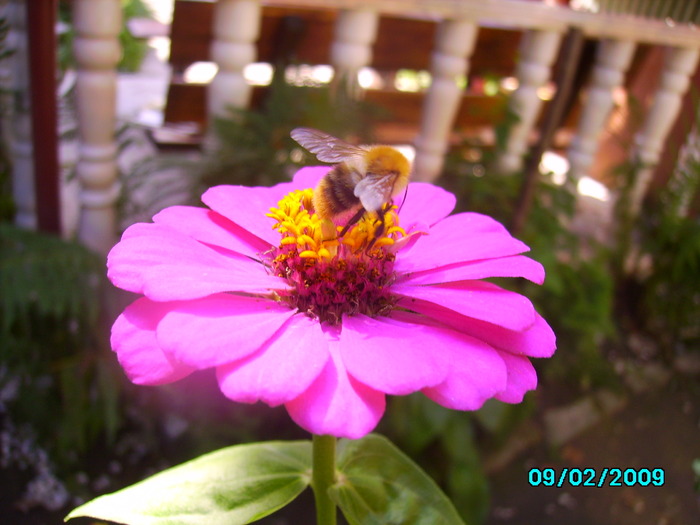 IMG_8609 - insecte si flori