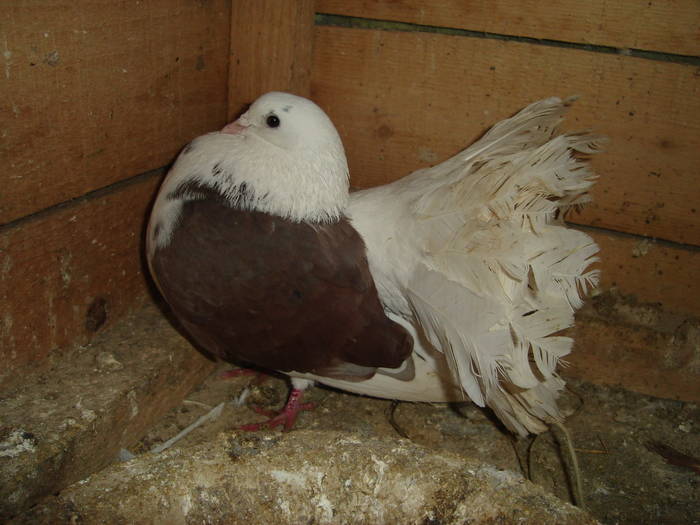 115 - D Porumbei Voltati Vechi