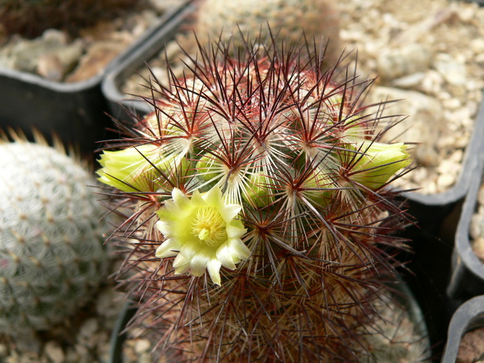 mammillaria_microhelia_fl