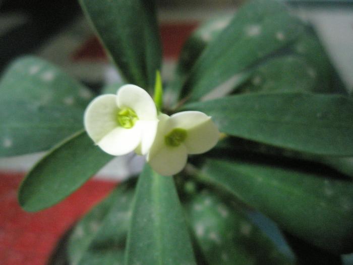 Euphorbia croizatii - floare - Suculente 2008