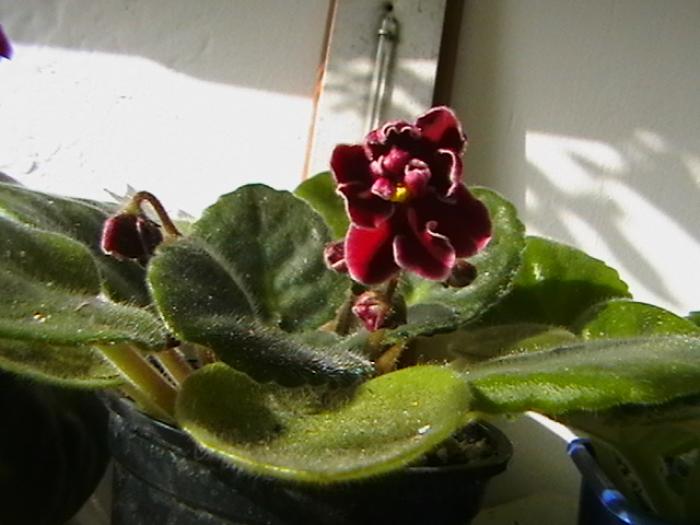 bob serbin2 - violete 2009