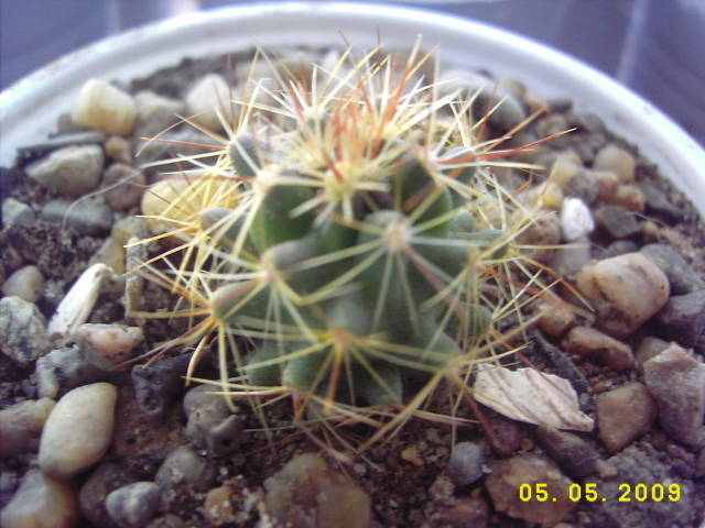 Ferocactus Glaucescens