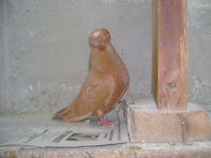 pozedecembrie 2009 159 - poze decembrie 2009