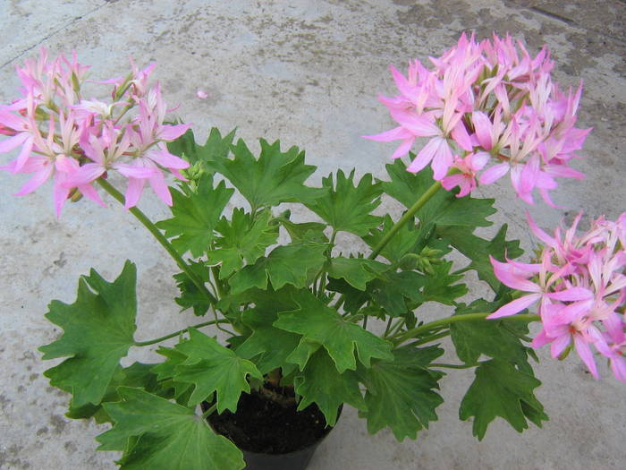 18 mai 080 - muscate 2009