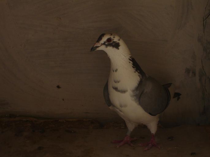 femela 2004 - porumbei voiajori