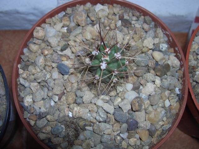 Echinocereus triglochidiatus - cactusi si  suculente 09