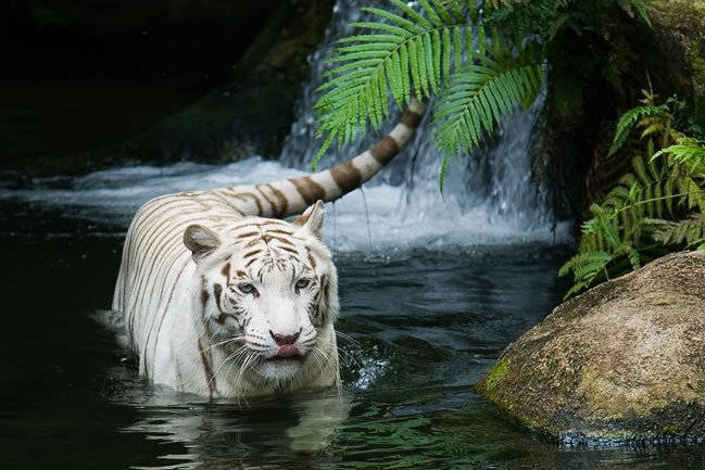Tigru alb - Animalute