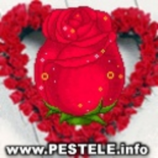 avatare%20poze%20valentines%20about%20valentines%20cadoul%20perfect%20de%20ziua%20indragostitilor%20