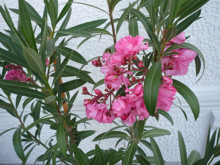 leandru roz - dragele mele flori 2009